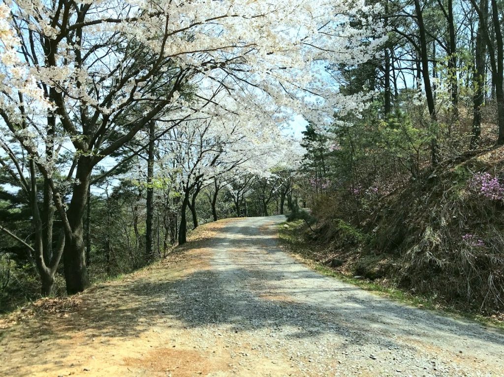 Bomunsan cherry blossoms mountain biking iGuideKorea