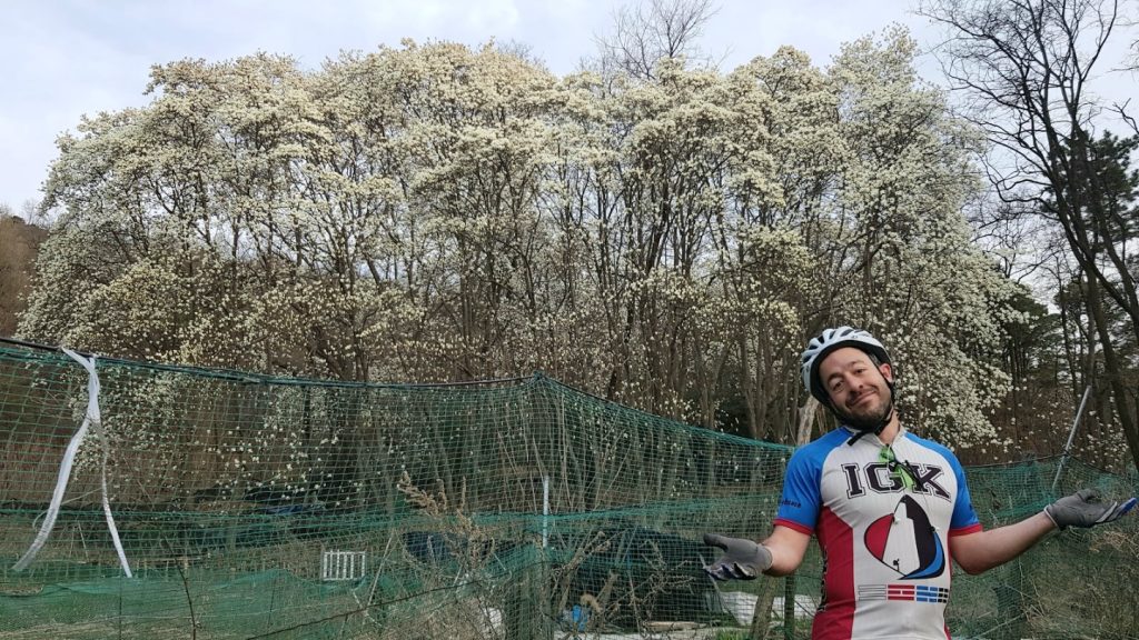 Magnolias on South Korea mountain bike trails iGuideKorea